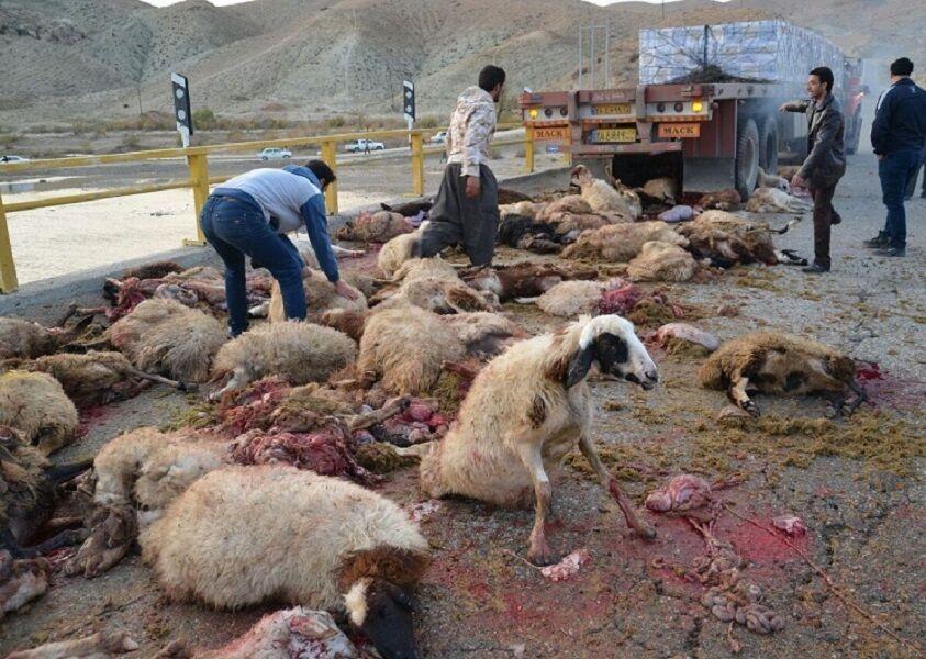 25 راس دام عشایر خراسان شمالی در تصادف تلف شد 25 راس دام عشایر خراسان شمالی در تصادف تلف شد