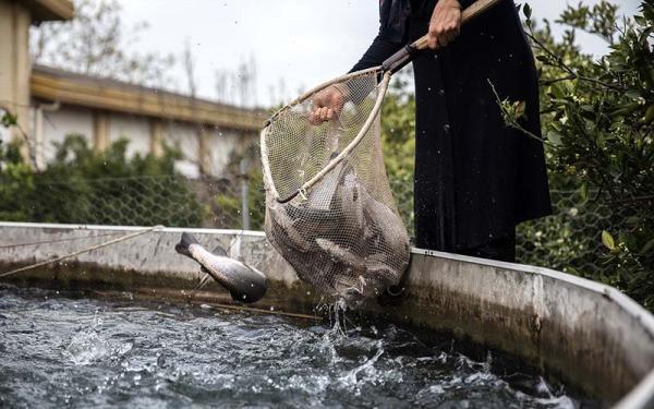 ماهی قزل آلا به 125هزارتومان رسید ماهی قزل آلا به 125هزارتومان رسید