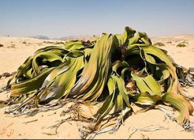 زشت ترین گیاه جهان چه شکلی است؟!