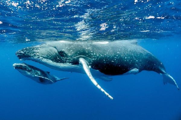 خواب عجیب نهنگ های غول پیکر در آب